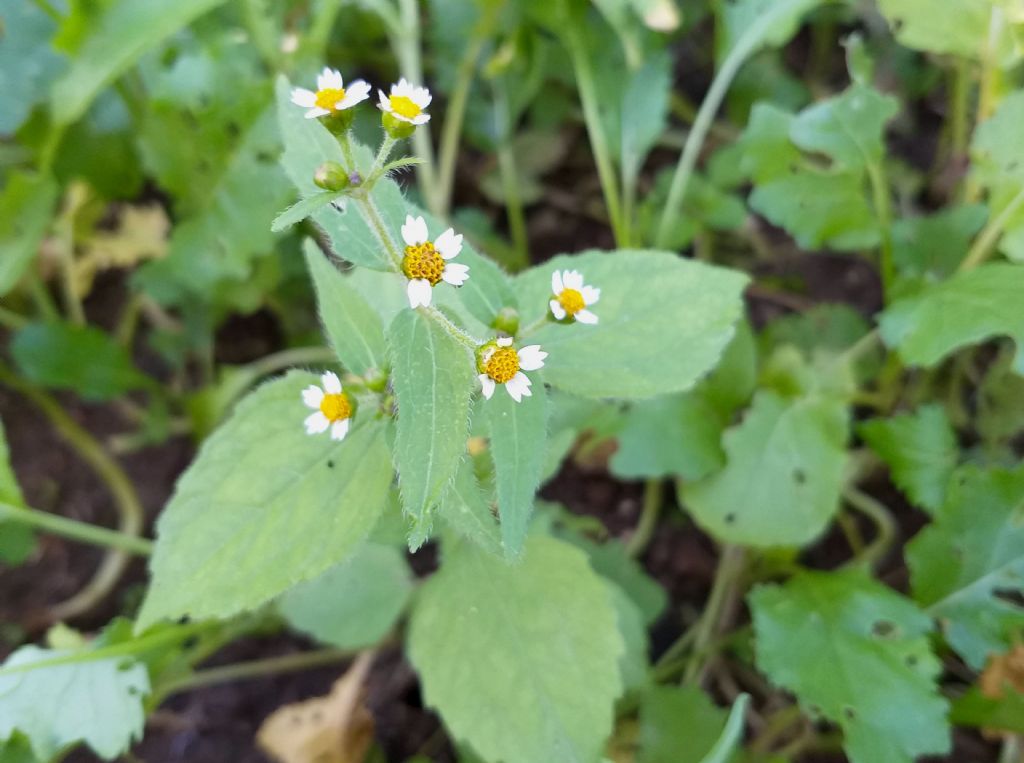 Galinsoga parviflora?